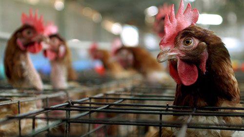 Департамент ветеринарного и продовольственного надзора сообщил со ссылкой на Международное эпизоотическое бюро, что в провинции P`yongyang-si Кореи зарегистрированы случаи заболевания птиц высокопатогенным гриппом H5N1