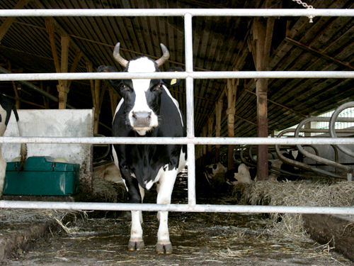 Беларусь сняла запрет на ввоз скота, введенный из-за вируса Шмалленберга