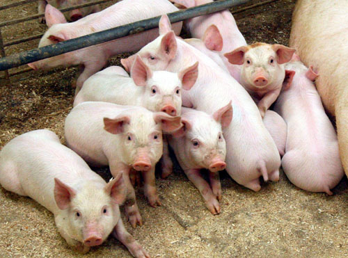 Из-за АЧС запрещен ввоз свиней из Смоленской и Псковской областей 