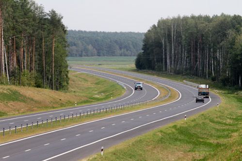 Президент Беларуси поручил посадить сосны вдоль дорог