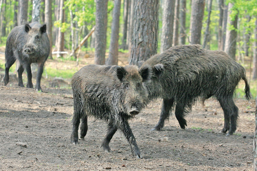 Беларусь будет лечить диких животных с помощью ЕС