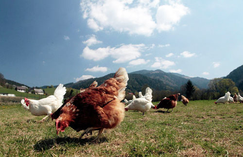  связи с обнаружением на территории Германии (федеральная земля Нижняя Саксония) случаев заболевания низкопатогенным гриппом H5N1 у птиц («птичий грипп»), с 14 марта Беларусь ограничила поставки мяса птицы из этой страны