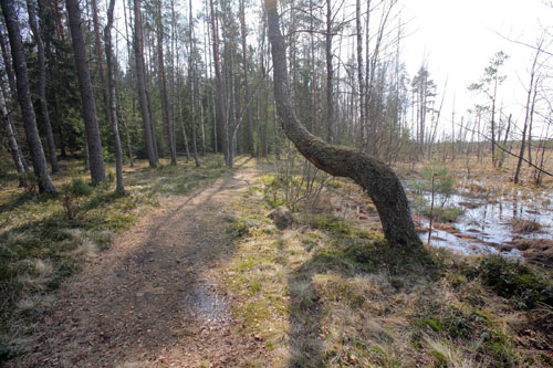 Экологи приступают к восстановлению болот в Беловежской пуще 