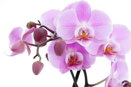 В ботаническом саду открывается выставка орхидей