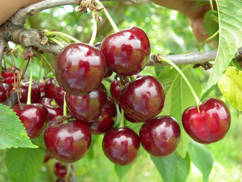 Сорта вишни для Беларуси названия, фото, описание