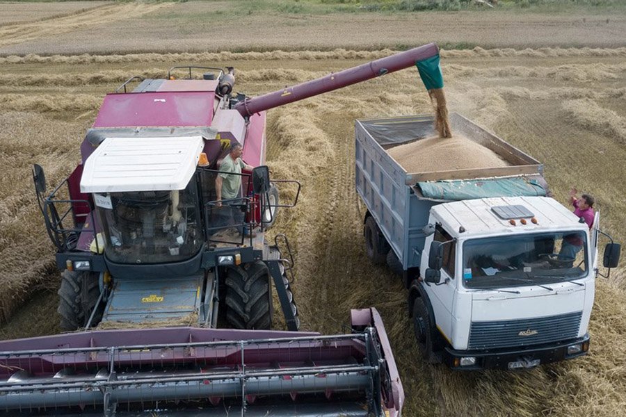 Cамую высокую урожайность зерновых - 90 центнеров с гектара - получили в ОАО «Гастелловское» Минского района