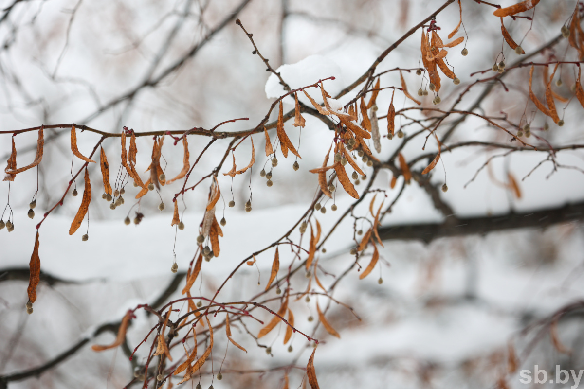 В Беларуси объявлен оранжевый уровень опасности на 30 января из-за ветра порывами 15-18 м/с