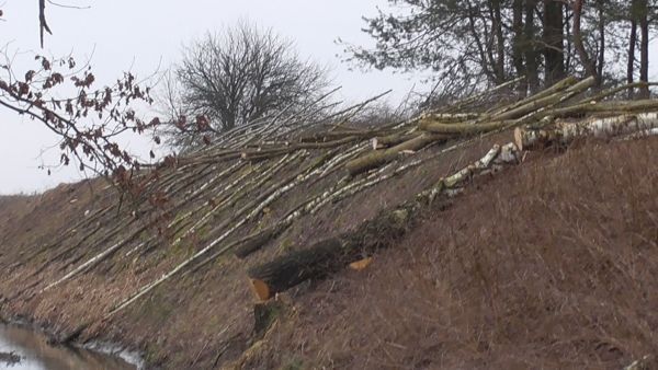 В минувшем году из лесов Брестчины стащили древесины на целую деревню