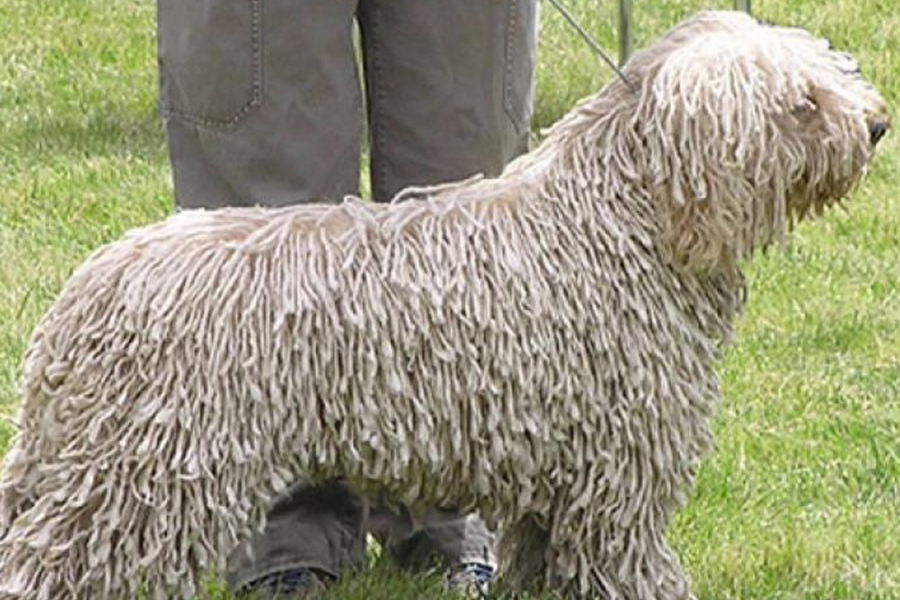 Гражданин Германии выдавал свою собаку за овцу, чтобы не платить налог