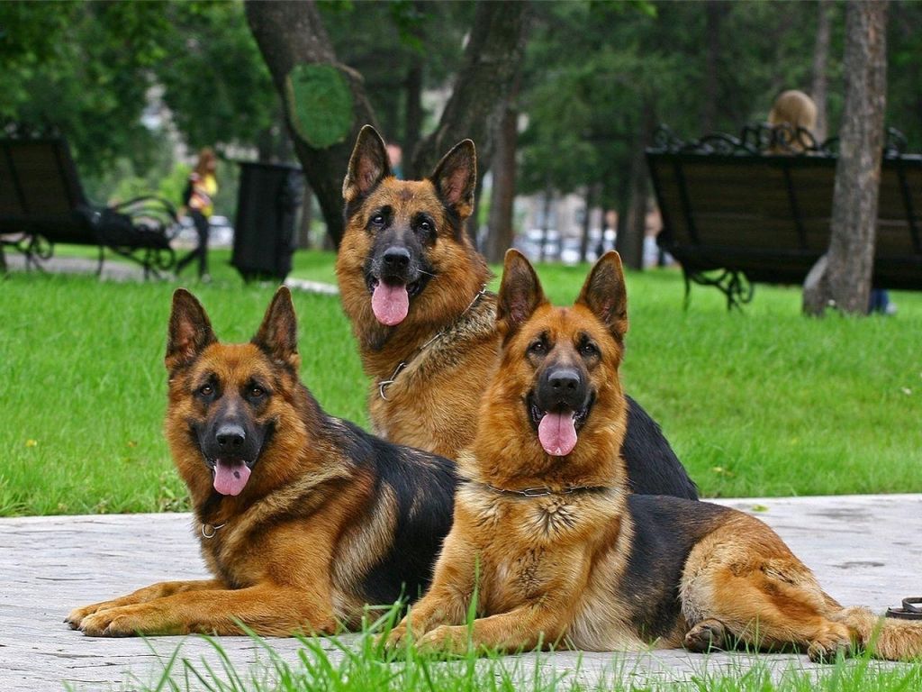 kartinki24_ru_animals_dogs_0002.jpg