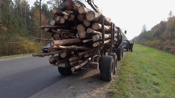 В минувшем году из лесов Брестчины стащили древесины на целую деревню