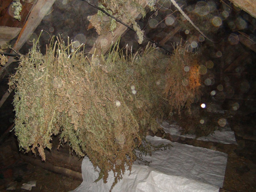 В Чечерском районе найдено более 100 кг марихуаны в доме пожилой женщины