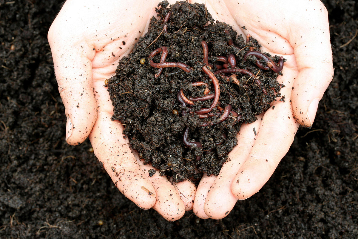 Как выбрать лучшие черви для производства биогумуса