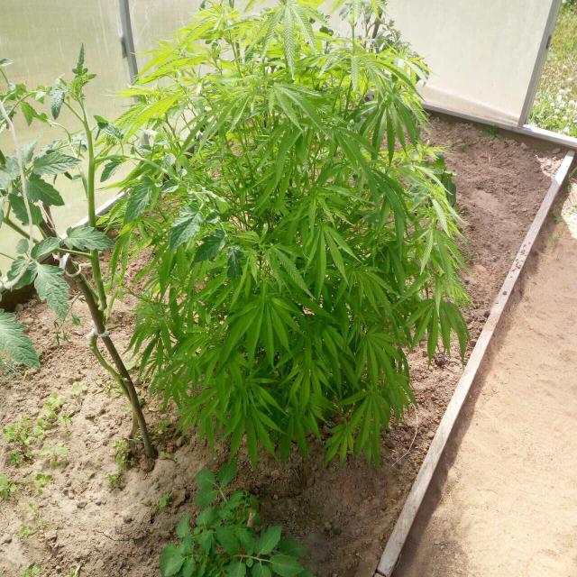 марихуана в огороде