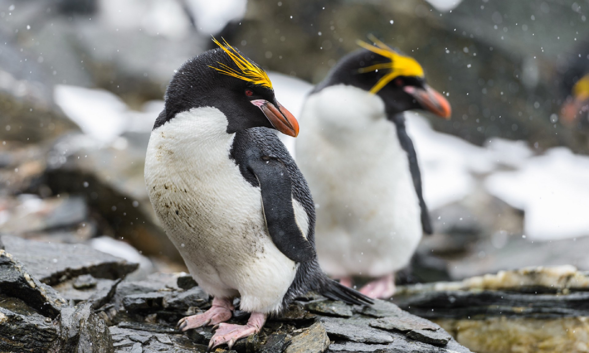 Виды Пингвинов Фото