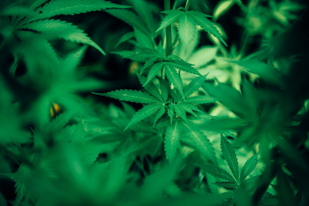 Конопля на даче вырастить видео как выращивают марихуану в голландии