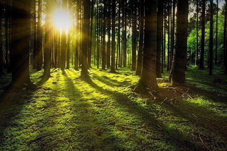 29 тыс. гектаров леса высадят в Беларуси в этом году