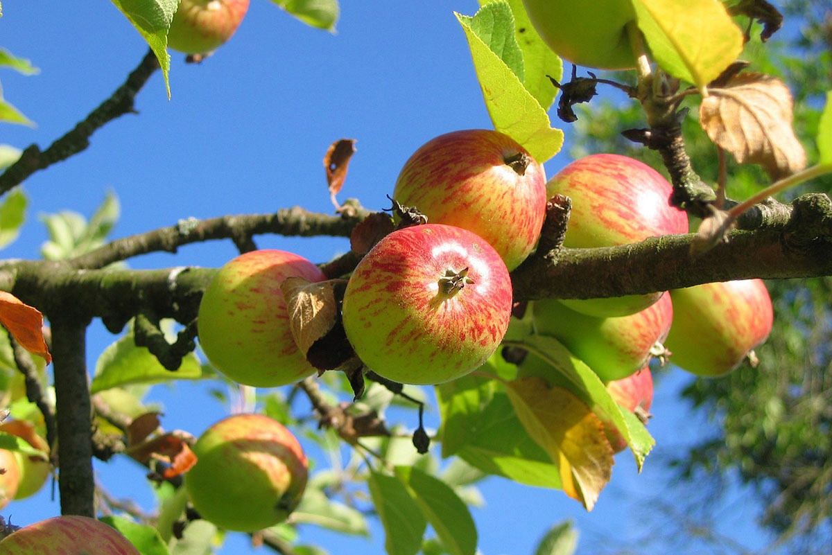 Знаете ли вы, отчего на яблоне трескается и отслаивается кора?