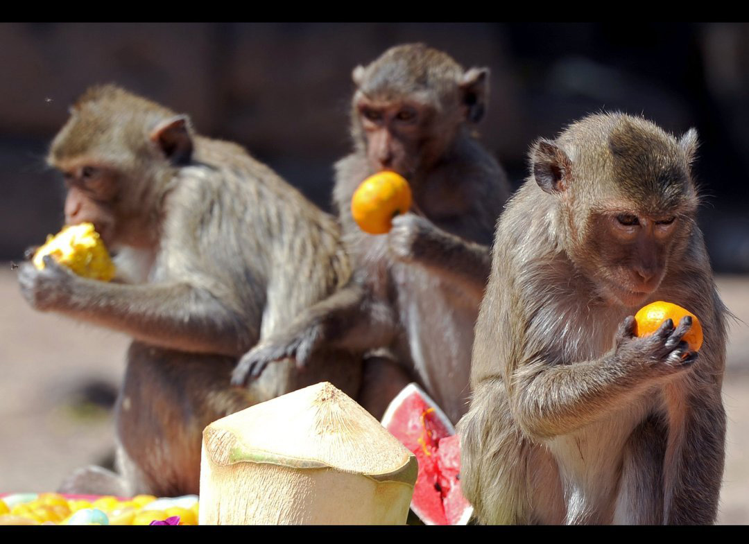 обезьяна что ест