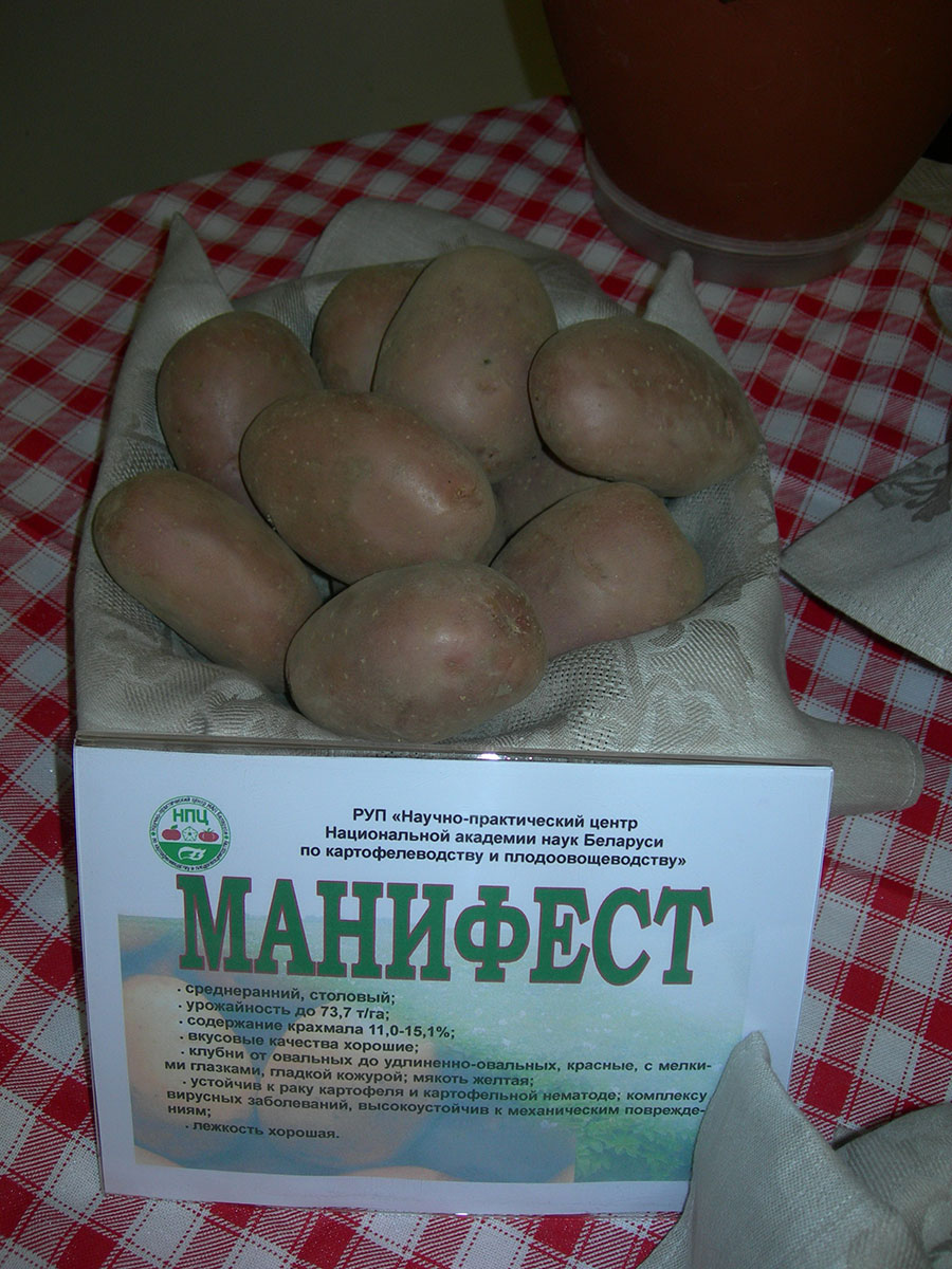 Сорта Картошки В Беларуси С Фото