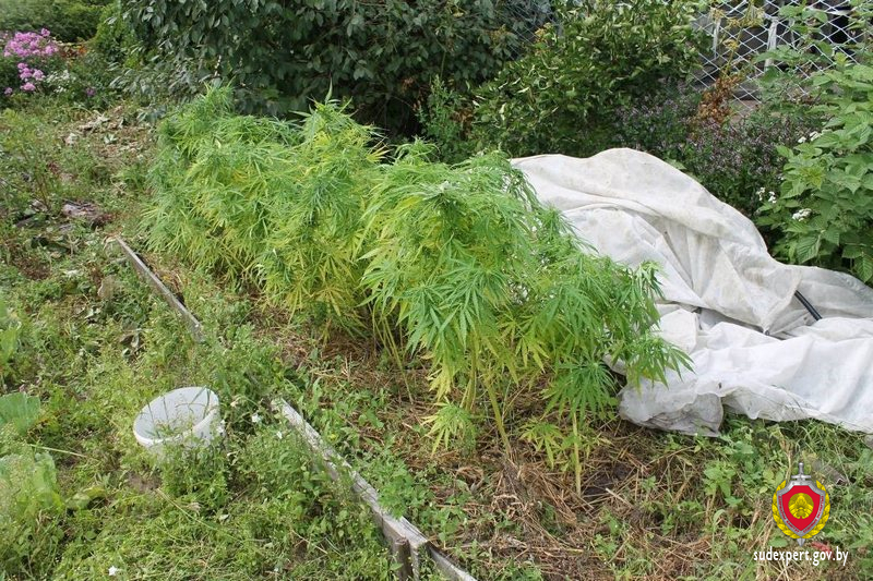 В саду выращивал коноплю исследования о марихуане