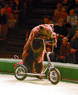 Ехали медведи на велосипеде…