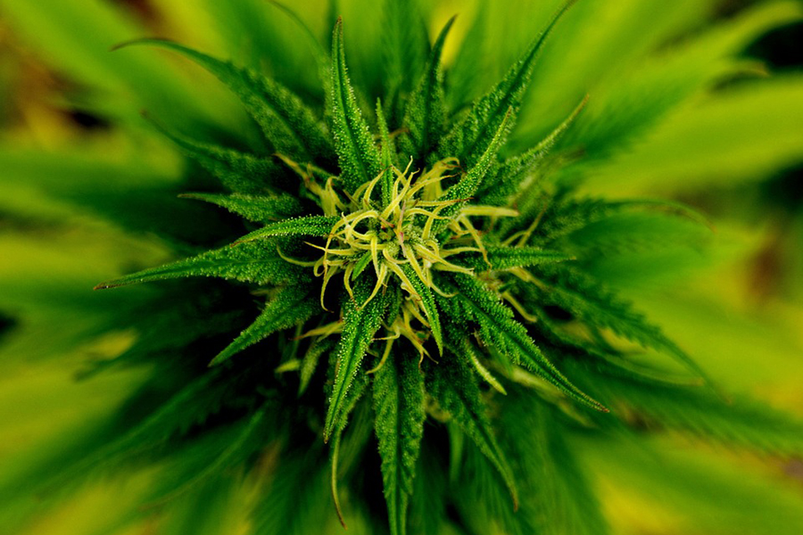 20 причин о марихуане борьба с коноплей дикорастущей