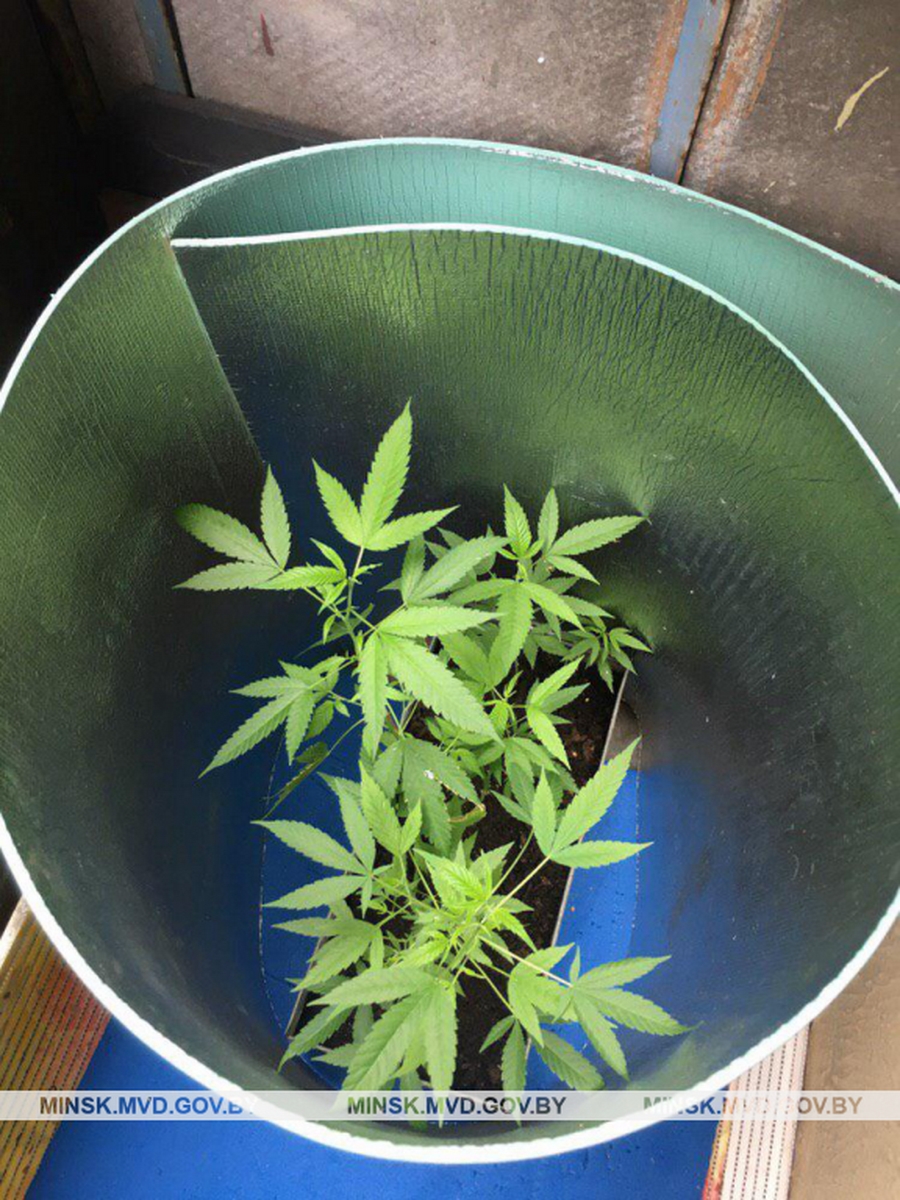 Игра вырасти конопля когда можно собирать урожай марихуаны