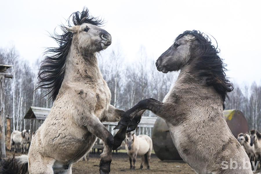 Как поживают в Налибокской пуще после переселения дикие лошади — тарпаны