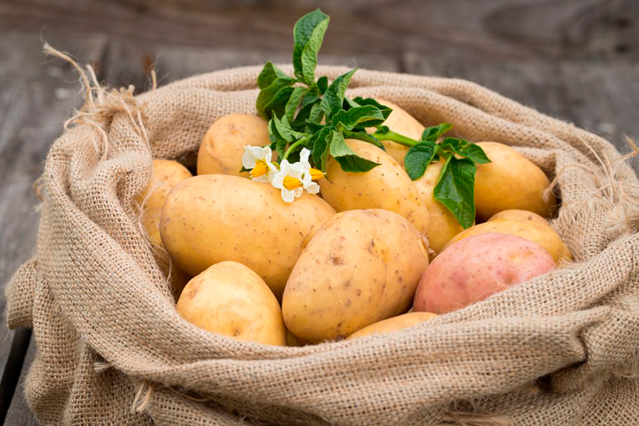 Какой сорт картофеля самый вкусный в Беларуси?