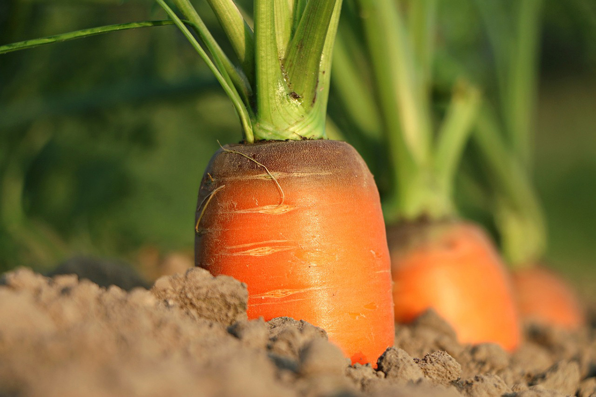 Как и когда сажать морковь под зиму – советы специалиста
