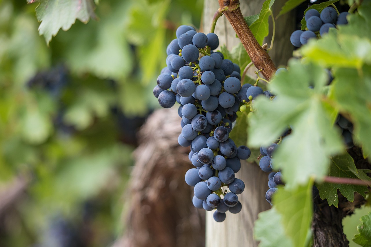 Чем укрыть виноград на зиму? Отвечает садовод