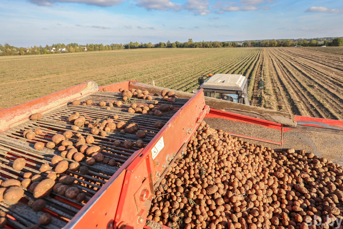 В Могилевской области урожайность картофеля почти в 1,5 раза выше прошлогодней