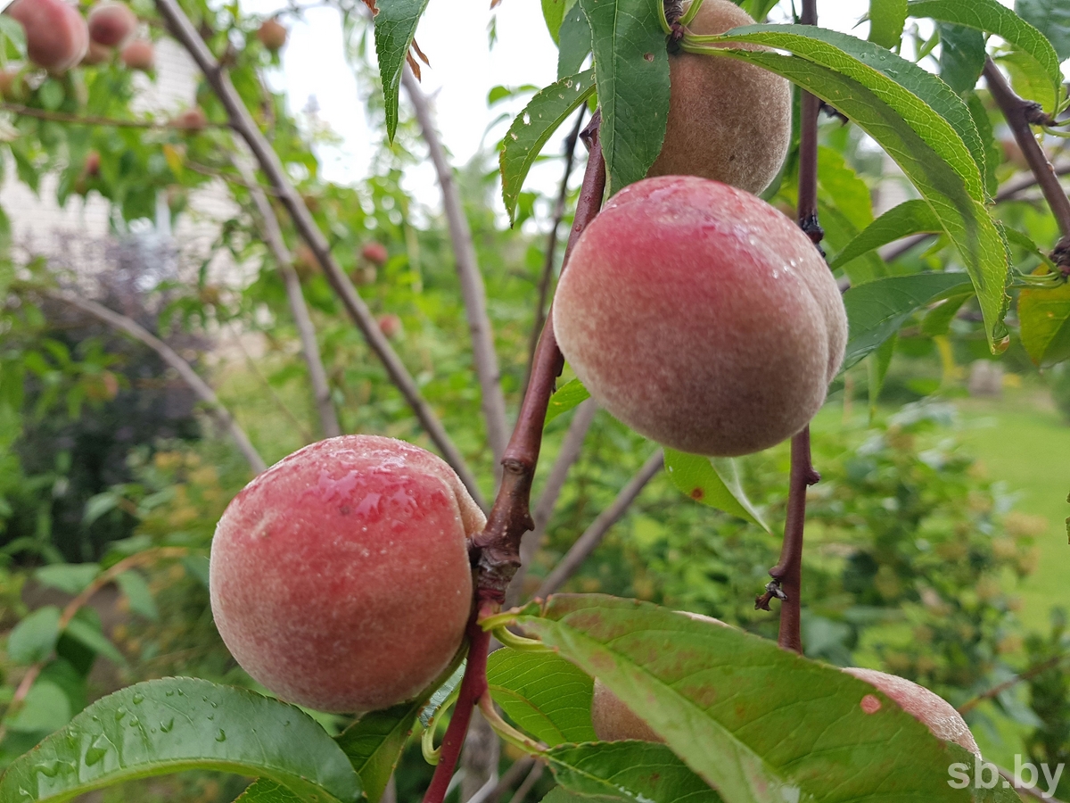 Как вырастить на своем участке персик