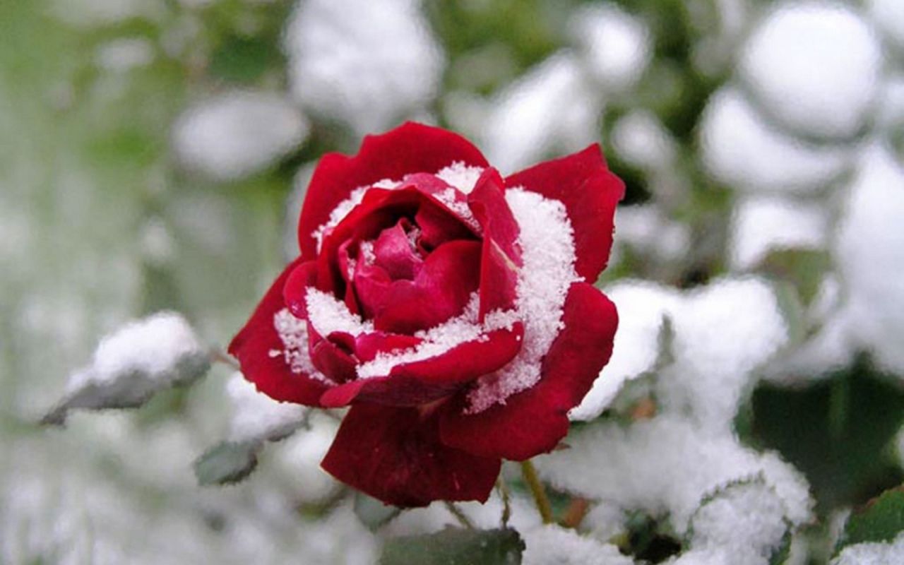розы зимой
