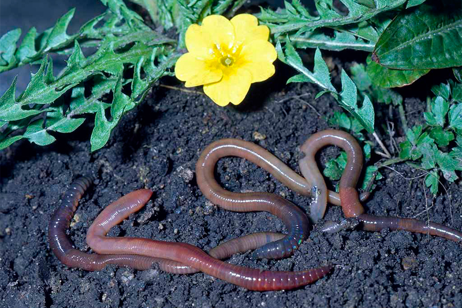 Как размножаются червяки дождевые: краткий гид