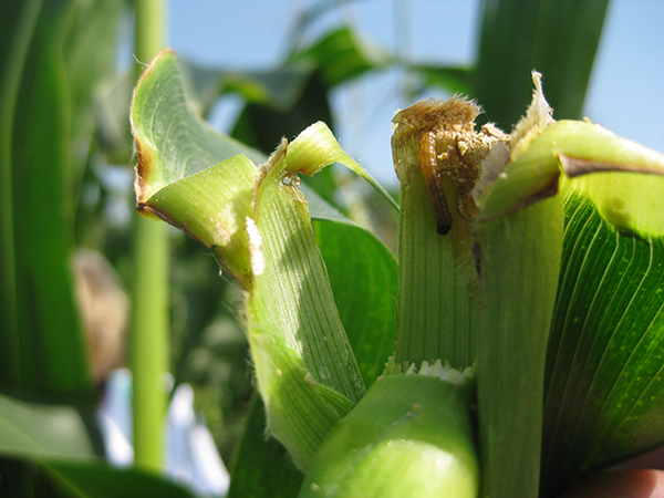 Аграрии Гомельщины впервые столкнулись с кукурузным стеблевым мотыльком несколько лет назад