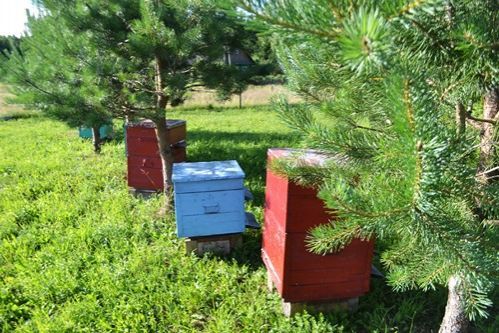 Пасека Рязанова начиналась с 45 семей пчел