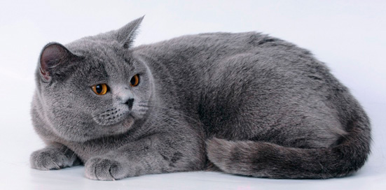 Самые популярные породы кошек в беларуси