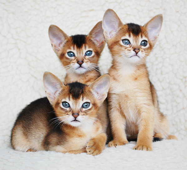 Абиссинские кошки