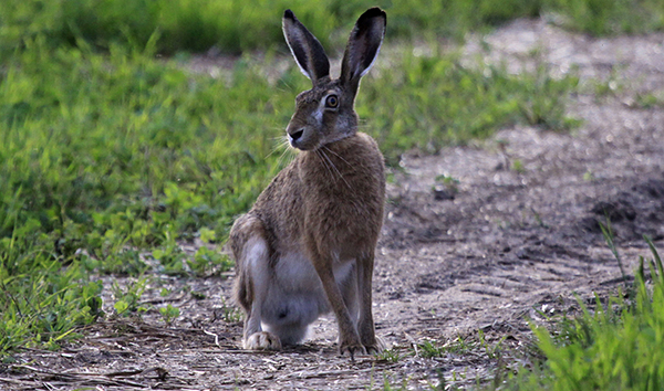 С первой субботы ноября открывается один из самых ярких сезонов охоты - на зайцев  русака и беляка
