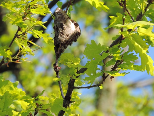 Избавляться от коконов на деревьях нужно в марте-апреле