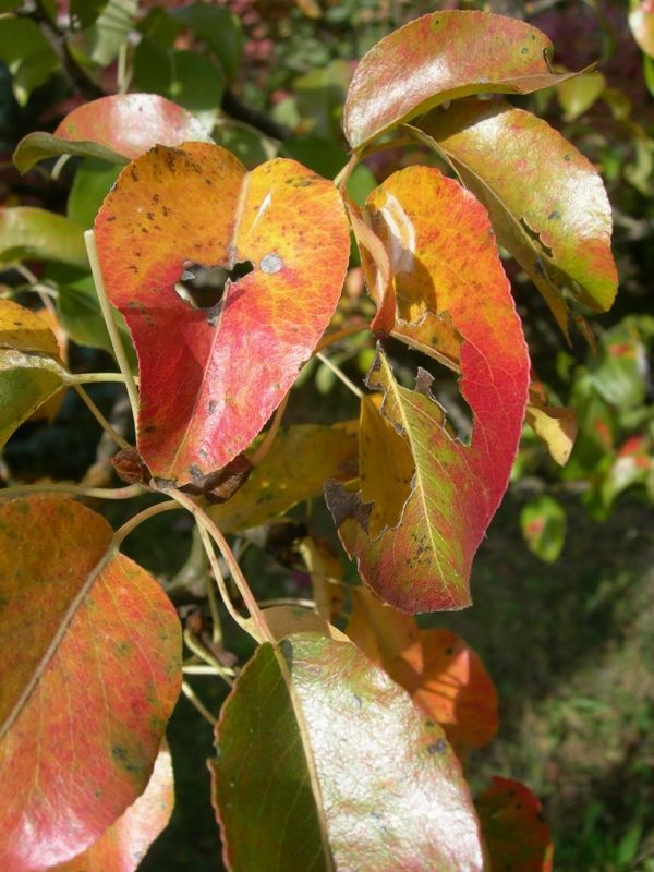 Почему у груши летом краснеют листья