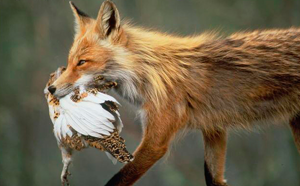 У сельских жителей Витебского района лисы перетаскали всех кур, а охотники  предлагают потерпеть нашествие до зимы