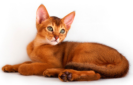 Самые популярные породы кошек в беларуси