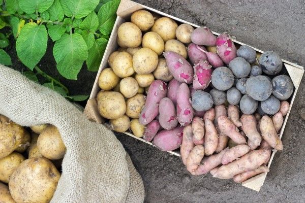 Как сохранить картофель до весны?