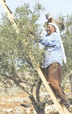 На оливковых плантациях собирают урожай