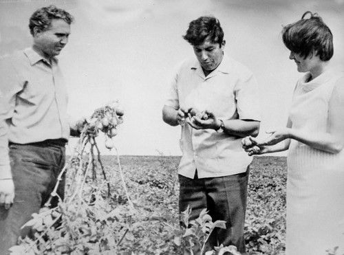Алексей КАМАЙ (в центре) на картофельном поле Краснопольщины, 1973 год.